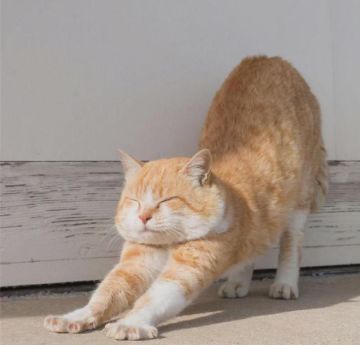 【开发者日志】花好时节，愿得年年，常见秋月