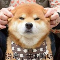 【狗狗叨B叨系列】——狗狗犯错被主人抓包 它的表现真的没sei了