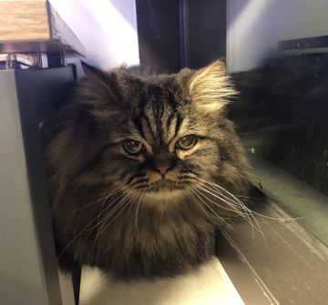 奇怪的联动又增加啦！一起来撸猫吧！