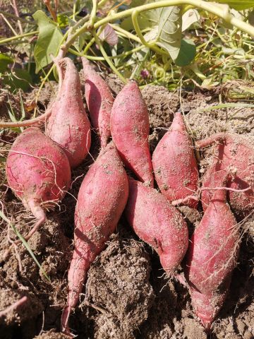 种植系统：现实化