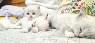 【事故】世界BOSS出现神仙，（未完结）