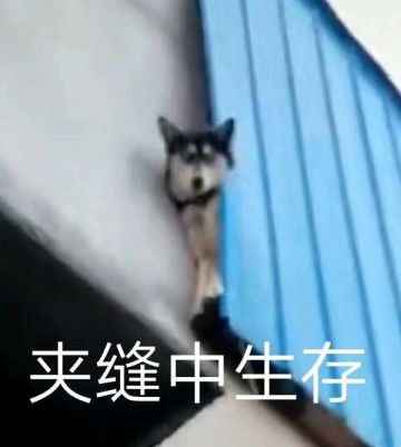 #狼人夜话#如果去荒岛度假，你认为狼村哪个角色可以待的更久？