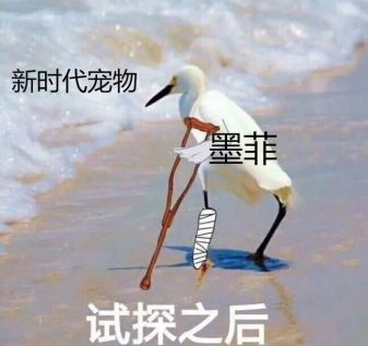 新宠物曝光丨浮空水母、火炎斑马、火山岩龙即将闪亮登场起源世界！