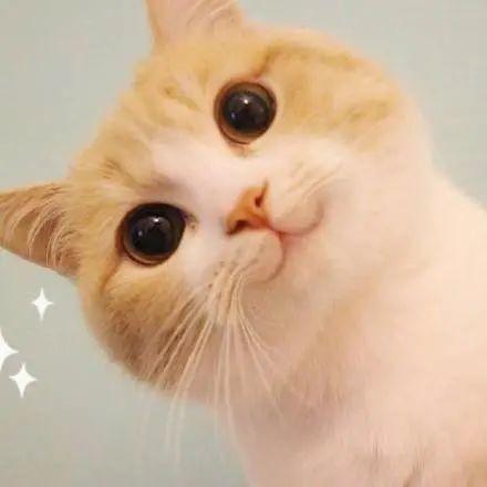愉快的周末开始了，一觉睡到十点半，你家有这种懒猫仔吗？截图