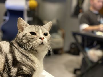 【晴天工作室大揭秘】那些隐藏在Doris背后的男人与猫！