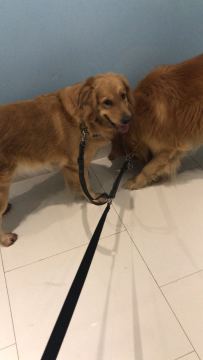 一个即将卷铺盖卷走人的运营狗的“偷狗”历程