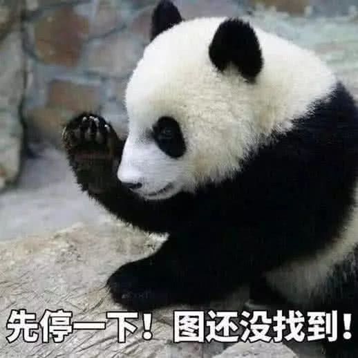 宠物截图