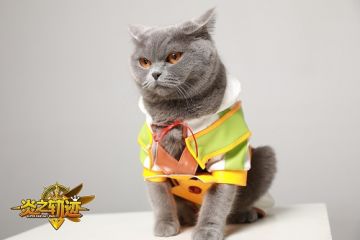 萌翻铲屎官《炎之轨迹》黑猫侵略地球