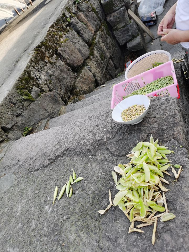 剥豌豆,做豌豆糕截图