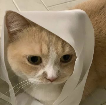 给法队小伙伴送营养蛋糕啦😋💕