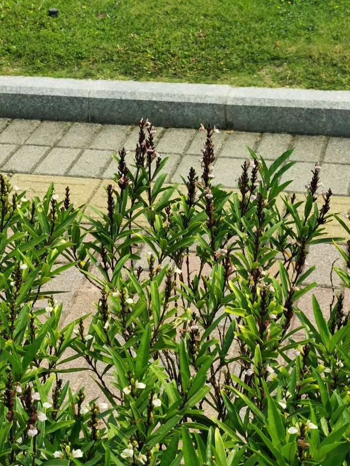 路边有好多好多幻化水刀截图