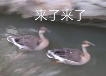 涅槃测试正式开启！快来《冰原守卫者》组建你的求生小队