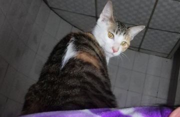 福利开奖！！3倍量送“猫”啦！快来看看是不是你家猫咪吧~~