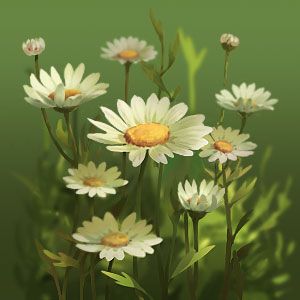 新庄园时代花草物语之玛格丽特