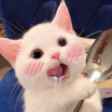 和快乐同步，与猫咪同行