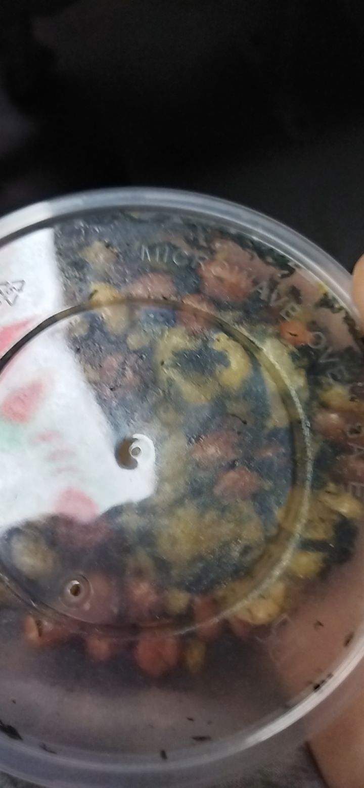 这游戏图标还没换呢截图