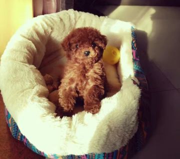 哎嘿！我打算在Minecraft中做一个“简陋版Evlover”专用掌上游戏机！