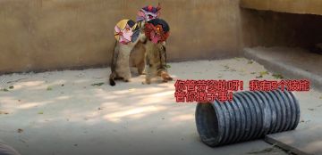 《加德尔契约》-愤怒的上古魔灵