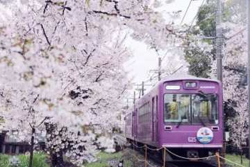 【已开奖】有奖活动 | 樱花祭猜猜看，春日野樱将怎样玩转特殊节日？