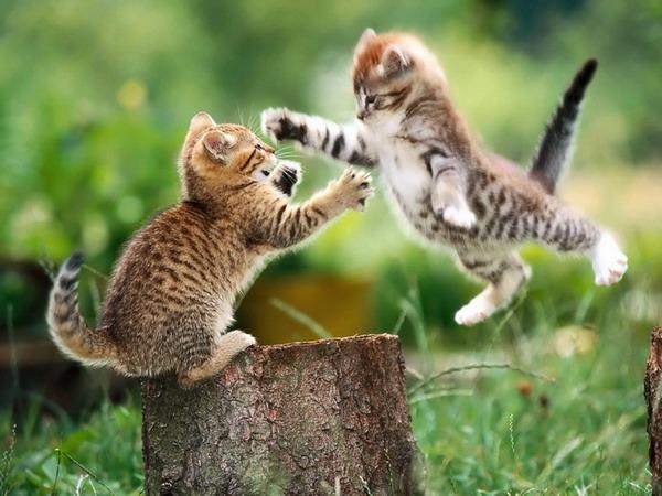 猫咪打架，凡人远离……不然我感觉这个树桩子不够用截图