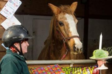《飞马流星》世界上最长寿的马 已存活近半个世纪