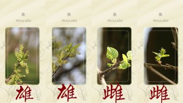 如何100%答对雌雄花题目