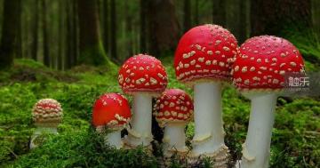 从《银河历险记》《机械迷城》到《脸黑先生》：“蘑菇社”在捷克（上）