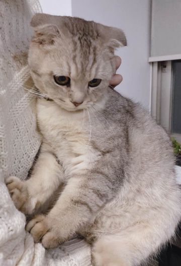 啊！办公室来了一只猫猫！