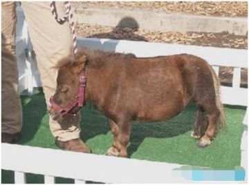 《飞马流星》世界上最小的马 萌萌哒