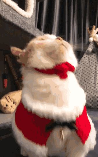 更新公告 |12月22日维护说明（双旦十五日开放，阿瓜觉醒！）