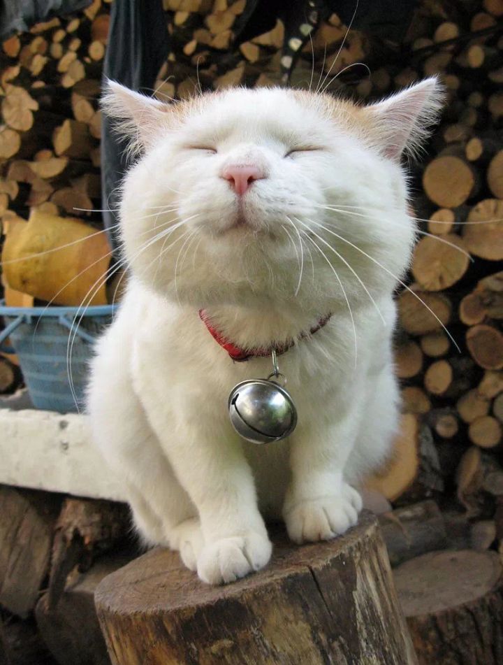 【猫咪选美】我家猫是憨批大师截图