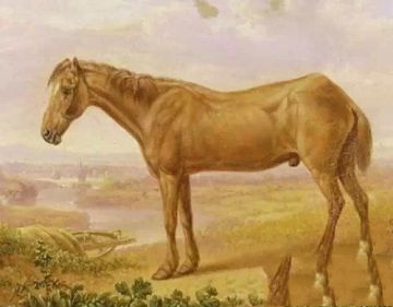 《 飞马流星》世界上最长寿的马竟达62岁高龄