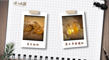 【蚁国趣闻】蚂蚁界的奶茶铺?快来打卡!