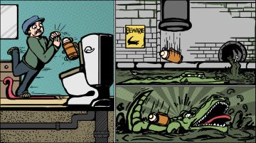 住在你家下水道里的鳄鱼~!