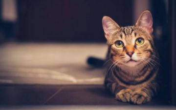 【七七酱福利时间】你们造吗？今天开始可以试玩龙珠最强之战了！