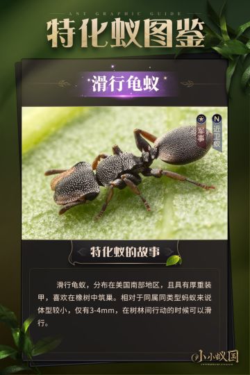 【蚂蚁图鉴】滑行龟蚁