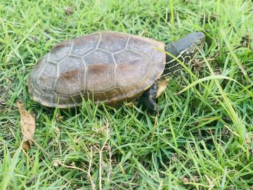 放仙世界动物介绍（非保护动物）第2章