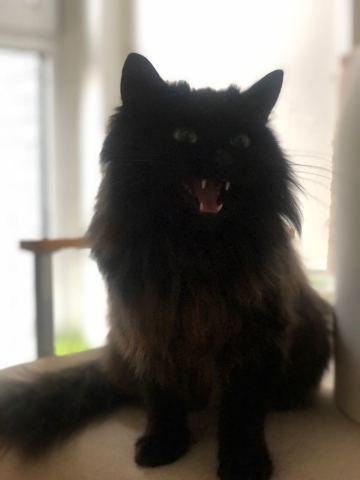 【猫猫领养】舟游的珍稀周边 赠与有缘人~