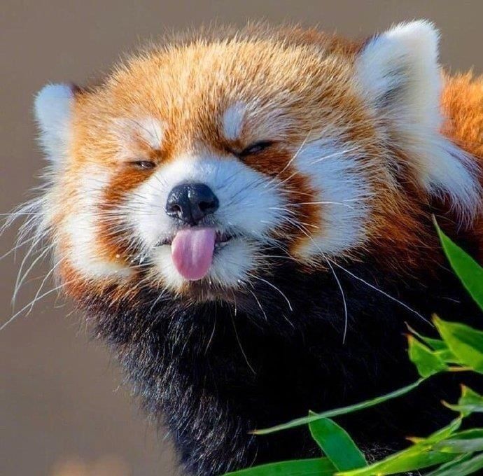 走了，拜截图