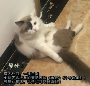 【杂谈】在51号爷们背后默默支持的一只猫