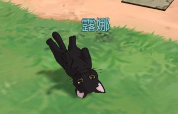 花音日记丨猫爪岛初体验~带猫出游欢乐多多