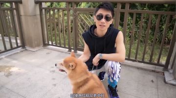 视角姬-女仆居然被柴犬扑倒了？！
