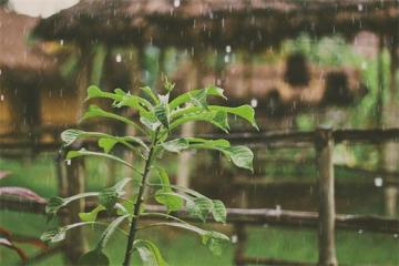 #食物语#谷雨：三分凉，七分雨，尽收于一杯谷雨茶之中