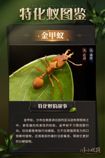 【蚂蚁图鉴】金甲蚁