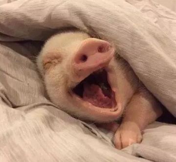 《诺亚传说》秋日宜玩诺亚：多美星一日游