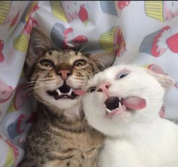 【表情包专栏】集体卖萌的猫猫你受得了吗？