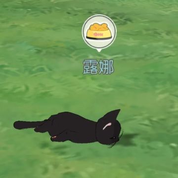 国际猫咪日丨小猫咪在森村的一天是如何度过的呢？