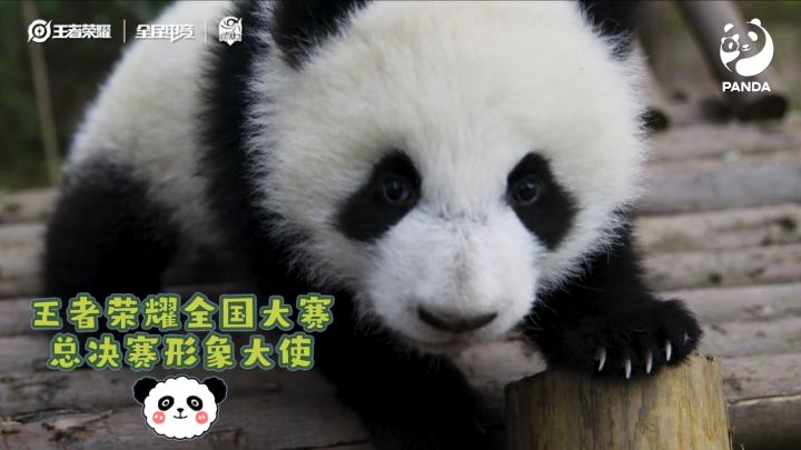 国宝大熊猫助威全国大赛,一起见证全国冠军!截图