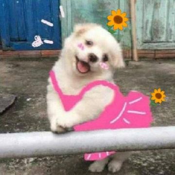 【更新公告】7月5日每周例行维护说明(ㅅ>ω•*)