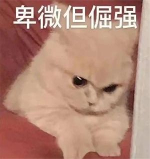 肉肉周报——碎碎念第八期来罗？截图